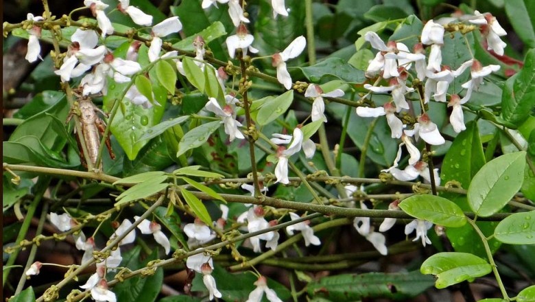 Cây dược liệu cây Cóc kèn leo - Derris scandens (Roxb.) Benth