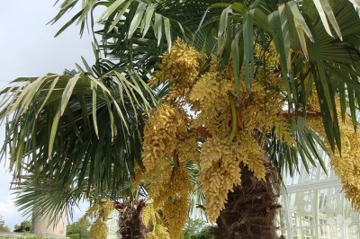 Cây dược liệu cây Cọ cảnh - Trachycarpus fortunei (Hook.f.) H.Wendl