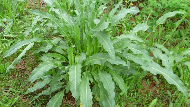 Cây dược liệu cây Chút chít nhăn, Dương đề - Rumex crispus L