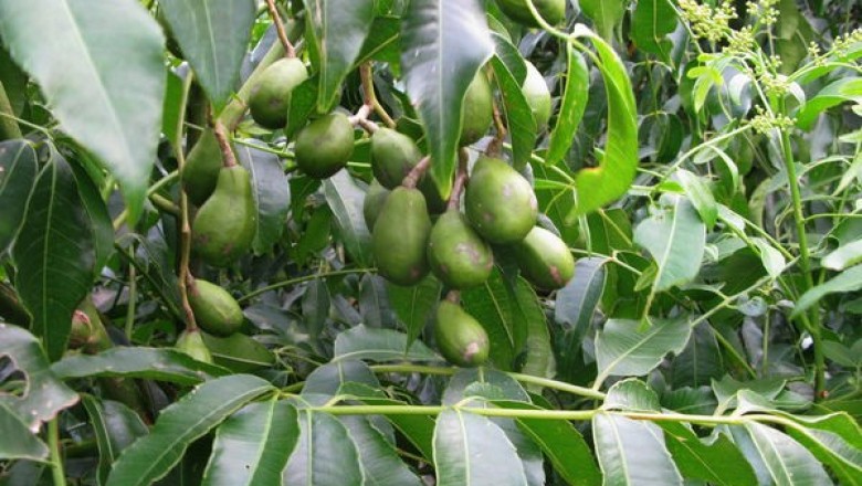 Cây dược liệu cây Cóc - Spondias cythera Sonn. (S. dulcis Soland. ex Park.)