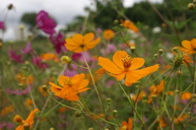 Cây dược liệu cây Chuồn chuồn - Cosmos sulphureus Cav