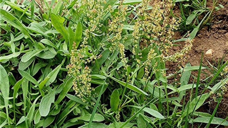 Cây dược liệu cây Chút chít, Lưỡi bò - Rumex wallichi Meisn