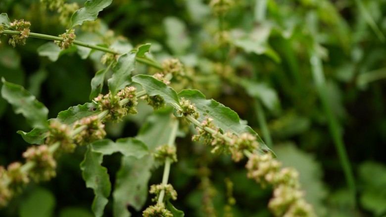 Cây dược liệu cây Chút chít Nepal - Rumex nepalensis Spreng