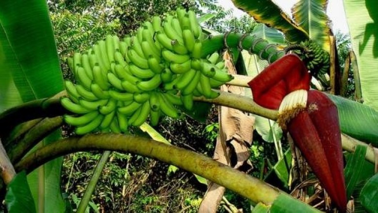 Cây dược liệu cây Chuối rừng, Chuối hoang nhọn - Musa acuminata Colla