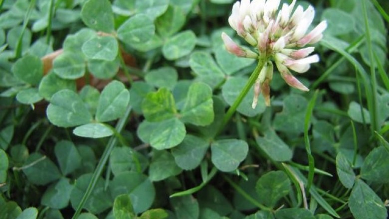 Cây dược liệu cây Cỏ ba lá, Cỏ chìa ba, Ðậu chẻ ba hoa trắng - Trifolium repens L