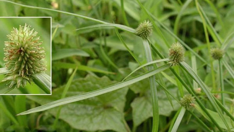 Cây dược liệu cây Cỏ bạc đầu lá ngắn, Cỏ đầu tròn - Kyllinga brevifolia Rottb. (Cyperus brevifolius (Rottb) Hassk)