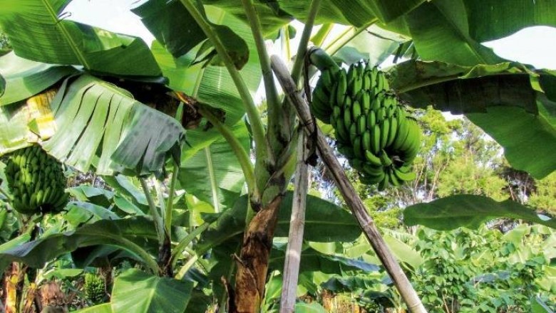Cây dược liệu cây Chuối - Musa spp