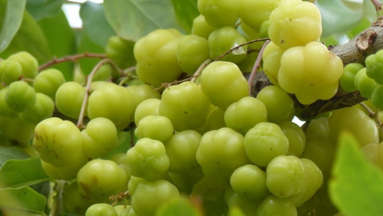 Cây dược liệu cây Chùm ruột, Tầm duột, Tầm ruộc - Phyllanthus acidus (L.) Skeels
