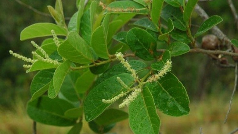 Cây dược liệu cây Chòi mòi Henry - Antidesma henryi Pax et Hoffm (A. paxii Metc)