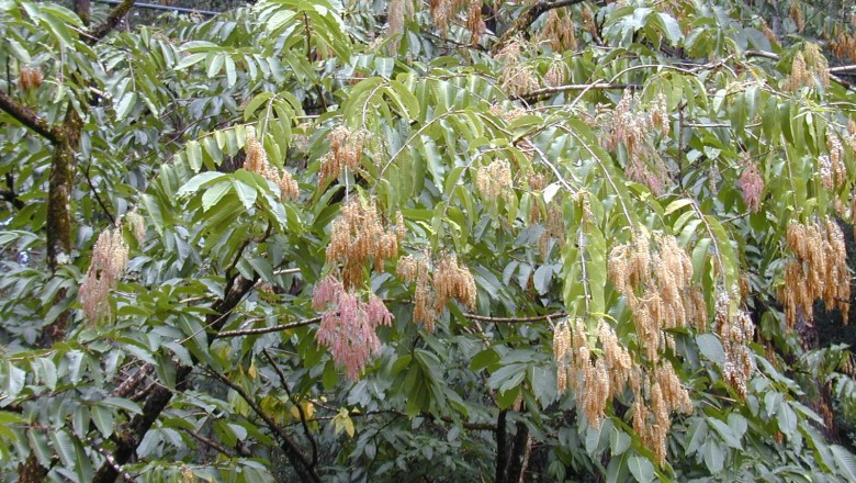 Cây dược liệu cây Chò xanh - Terminalia myriocarpa van Henrek et Muell - Arg