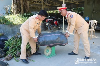 Khai thác, vận chuyển hoa lan rừng trái phép sẽ bị xử phạt hành chính