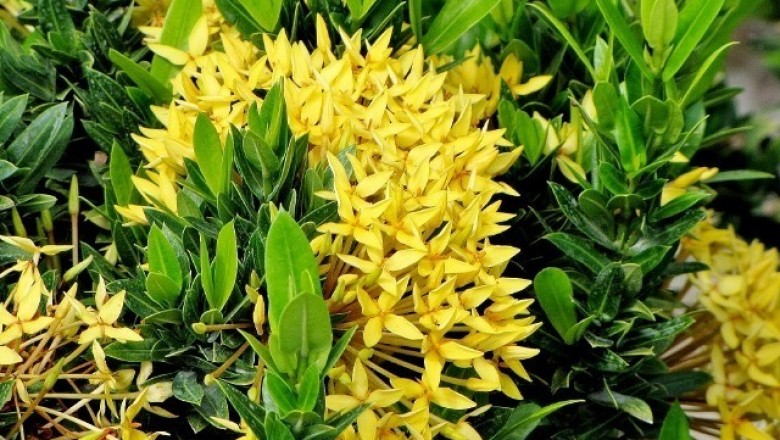 Cây dược liệu cây Đơn vàng, Trang vàng vàng - Ixora flavescens Pierre