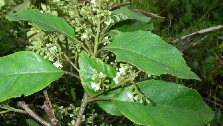 Cây dược liệu cây Đơn trâm - Maesa subdentata A DC