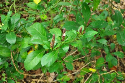 Cây dược liệu cây Dóng xanh, Thanh táo tuy, Thường sơn trắng - Justicia ventricosa Wall