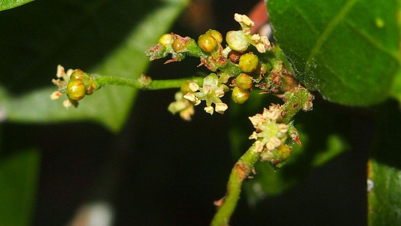 Cây dược liệu cây Đom đóm, Đồng châu - Alchornea tiliaefolia (Benth.) Muell- Arg