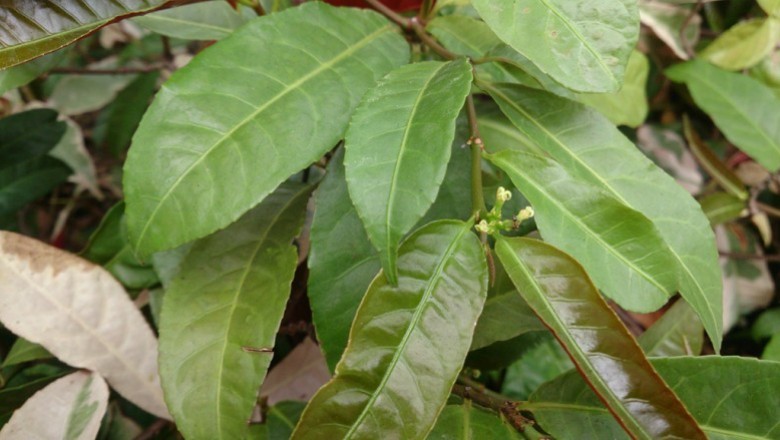 Cây dược liệu cây Đơn mặt trời, Đơn lá đỏ, Liễu đỏ -Excoecaria cochinensis Lour