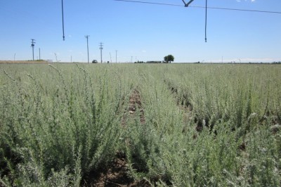 Cây dược liệu cây Địa phu - Kochia Scoparia (L). Schrad