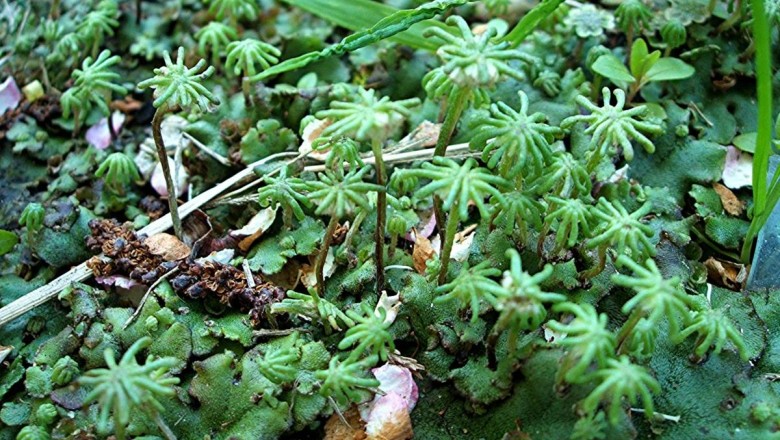 Cây dược liệu cây Địa tiền - Marchantia polymorpha L
