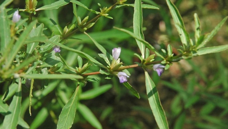Cây dược liệu cây Đình lịch, Thốp nốp - Hygrophila Salicifolia (Vahl) Nees (ll. angustifolia R.Br)