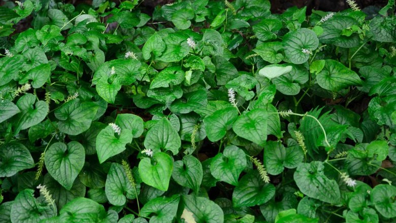 Cây dược liệu cây Diếp cá suối. Lá giấp suối, Rau má suối - Gymnotheca chinensis Decne