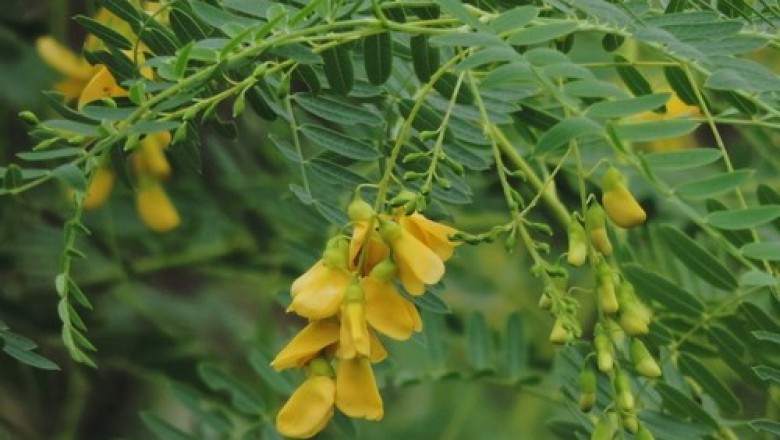 Cây dược liệu cây Điên điển đẹp - Sesbania speciosa Taub, ex Engl