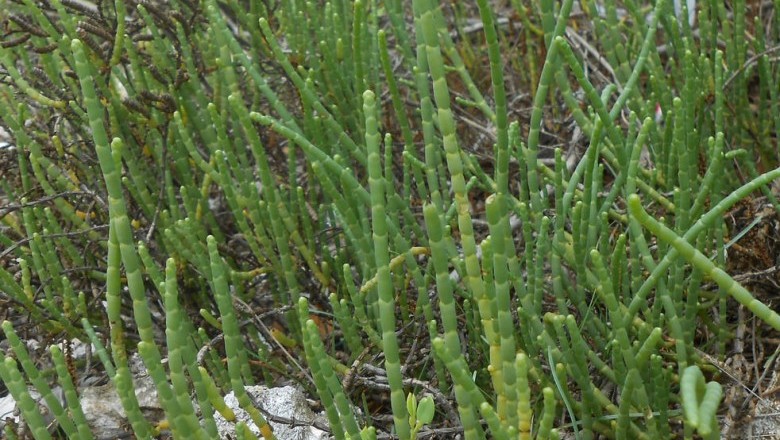 Cây dược liệu cây Diêm giác - Arthrocnemum indicum (Willd.) Moq. - Tand. (Salicornia indica Willd.)