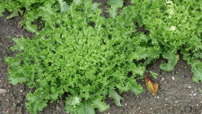 Cây dược liệu cây Diếp xoăn, Rau diếp xoăn, Khổ thảo - Cichorium endivia L