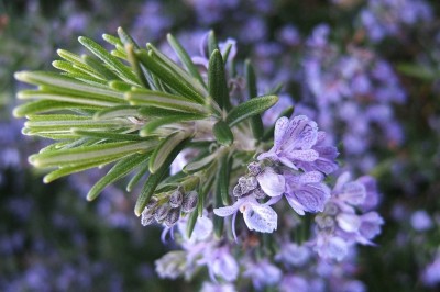 Cây dược liệu cây Hương thảo, Tây dương chổi - Rosmarinus officinalis L