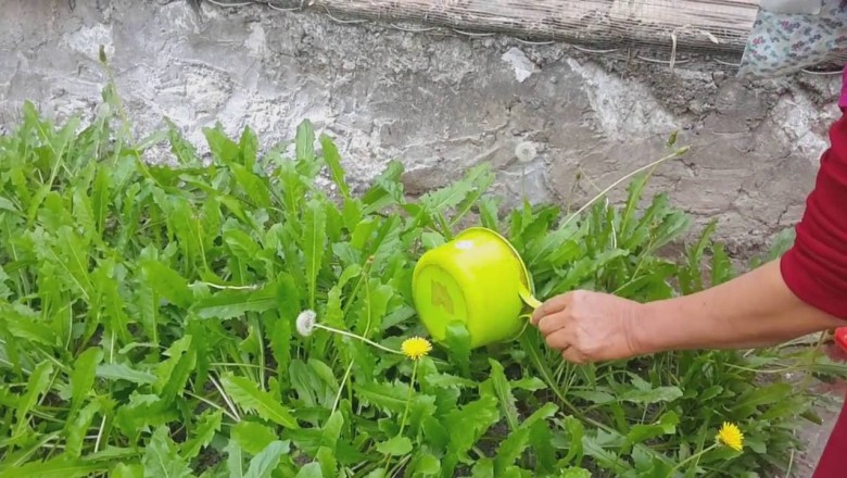 Bảy cách dùng trà Bồ công anh tốt cho sức khỏe bạn cần biết