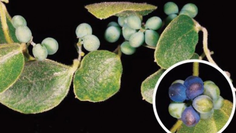 Cây dược liệu cây Dây xanh, Mộc phòng kỷ - Cocculus orbiculatus (L.) DC. (C. trilobus (Thunb.) DC.)