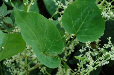 Cây dược liệu cây Hà thủ ô, Hà thủ ô đỏ - Polygonum multiflorum Thumb