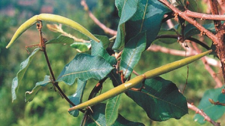 Cây dược liệu cây Hà thủ ô trắng, Dây sữa bò - Streptocaulon juventas Merr