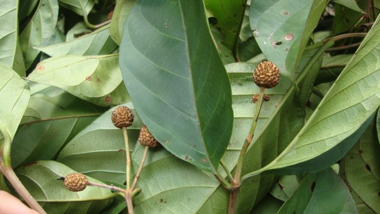 Cây dược liệu cây Huỳnh bá - Nauclea officinalis (Pit.) Merr. (Sarcocephalus officinalis Pierre ex Pit.)