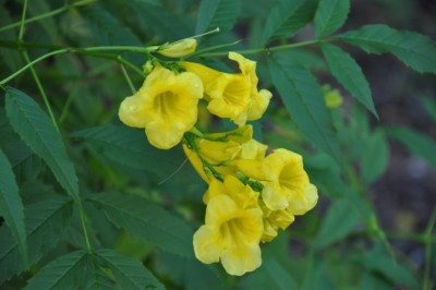 Cây dược liệu cây Huỳnh liên, So đo bông vàng - Tecoma stans (L.) H.B.K (Stenolobium stans (L.) Seem.)