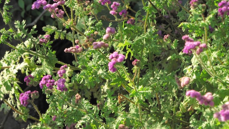 Cây dược liệu cây Huyệt khuynh tía - Cyathocline purpurea (Ham. ex D. Don) O Ktze (C. lyrata Cass.)