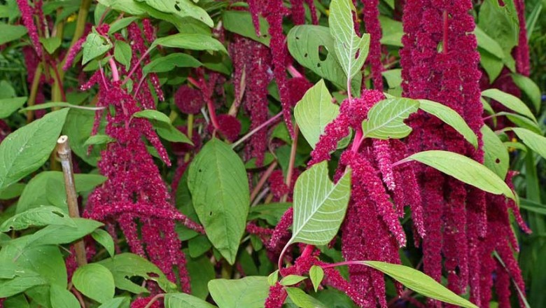 Cây dược liệu cây Dền đuôi chồn - Amaranthus caudatus L