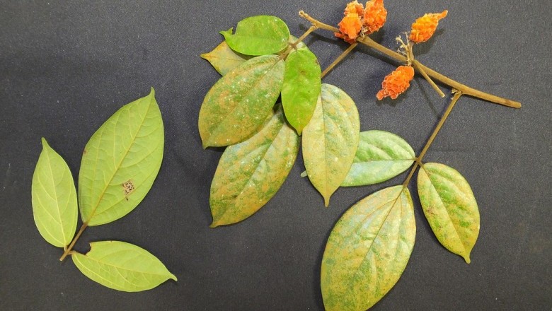 Cây dược liệu cây Dây trường ngân - Agelaea trinervia (Llanos) Merr