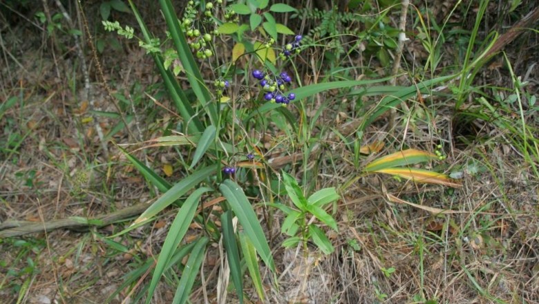 Cây dược liệu cây Hương lâu, Huệ rừng, cây bả chuột - Dianella ensifolia (L.) DC