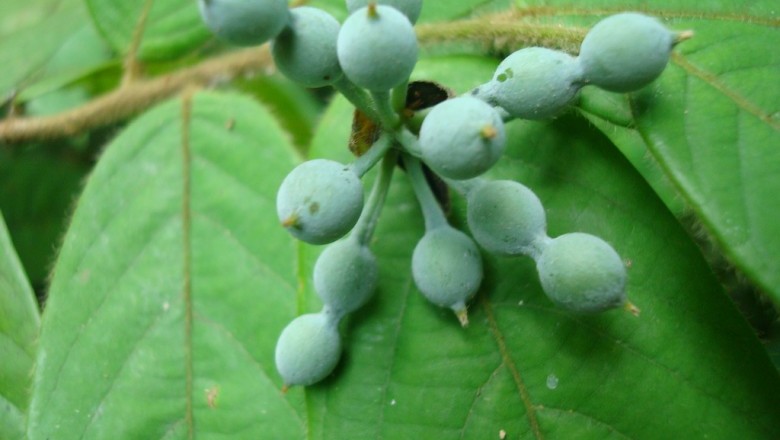 Cây dược liệu cây Dây vú trâu, Dất mèo, Mao quả có đài to - Dasymaschalon macrocalyx Finet et Gagnep