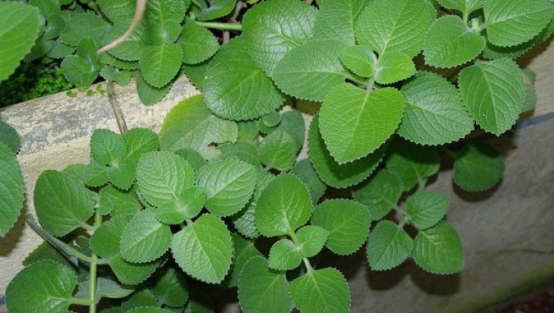 Cây dược liệu cây Húng chanh, Rau tần dày lá, Rau thơm lông - Plectranthus amboinicus (Lour.) Spreng (Coleus amboinicus Lour.)