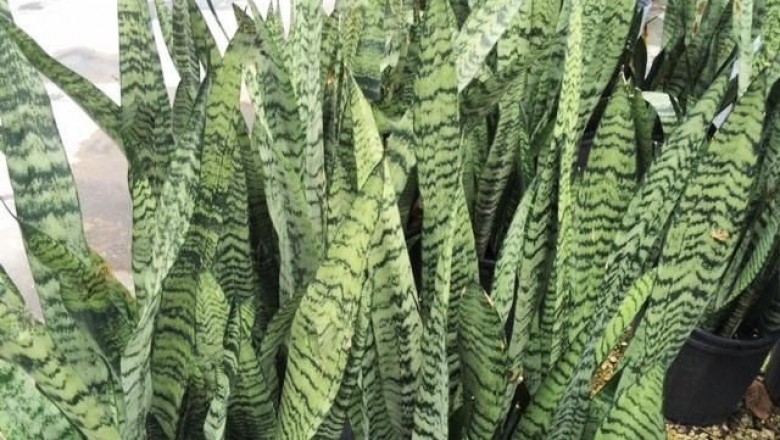 Cây dược liệu cây Hổ vĩ xám, Hổ vĩ hay Lưỡi cọp xanh - Sansevieria zeylanica Willd. (S. hyacinthoides (L.) Druce)