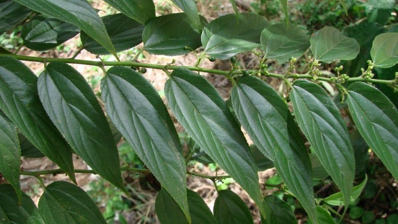 Cây dược liệu cây Hu đay, Hu lá hẹp – Trema angustifolia (Planch.) Blume