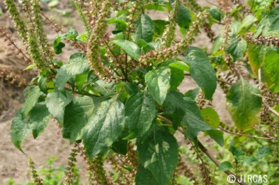 Cây dược liệu cây Hương nhu trắng, É lá lớn - Ocimum gratissimum L