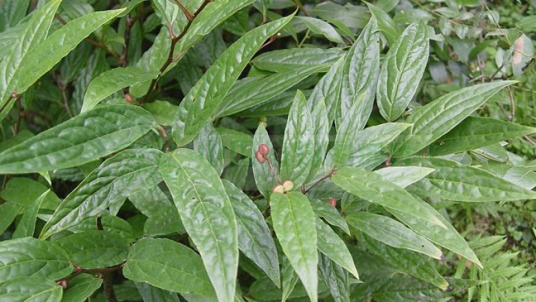 Cây dược liệu cây Dây thành phong, Cốt khí - Sabia dielsii Lévl. (S. olacifolia Stapf ex Chen)