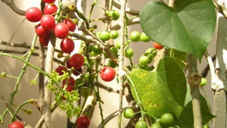 Cây dược liệu cây Dây thần thông, Rễ gió - Tinospora cordiflolia (Willd.) Miers
