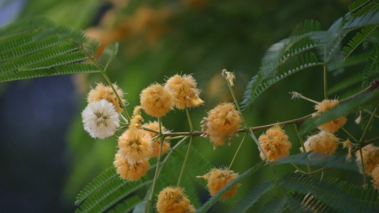 Cây dược liệu cây Hợp hoan thơm, Xúa - Albiza odoratissima (L.f.) Benth