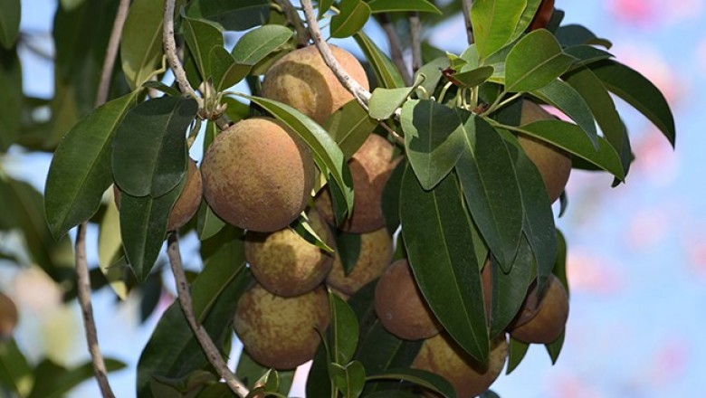 Cây dược liệu cây Hồng xiêm, Xapôchê - Manilkara zapota (L.) P. van Royen (Achras zapota L)