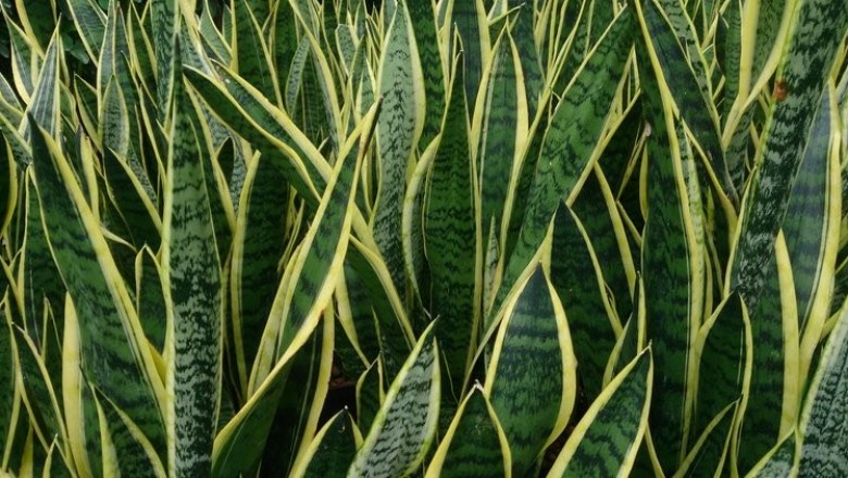 Cây dược liệu cây Hổ vĩ mép lá vàng, Lưỡi cọp - Sansevieria trifasciata Hort. ex Prain var. laurentii (De Willd.) N.E. Brown