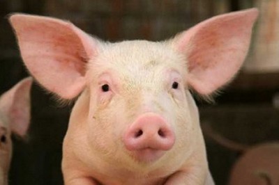 Công dụng và tác dụng, bài thuốc chữa bệnh từ con Lợn rất ít người biết