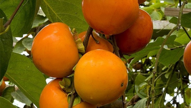 Cây dược liệu cây Hồng - Diospyros kaki L.f.